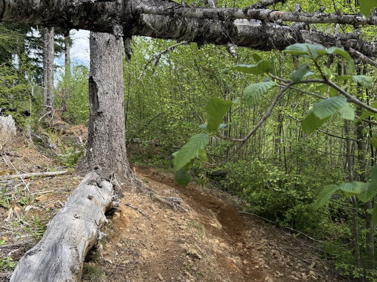 Beaver photo 5