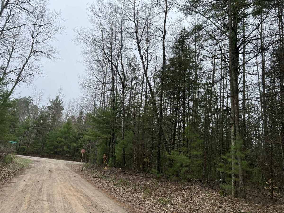McCauley Creek Road - FS 2321 photo 2