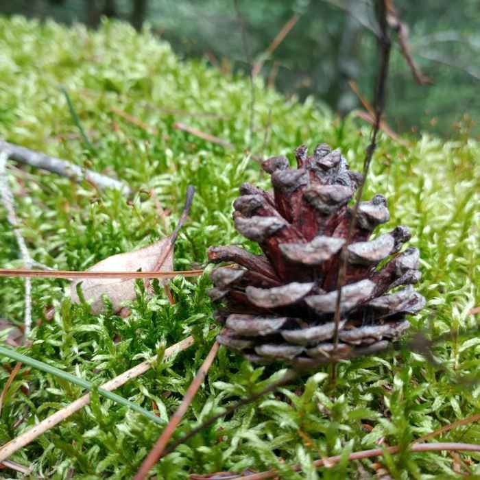 Near Finger Lakes Trail: Mitchellsville Gorge