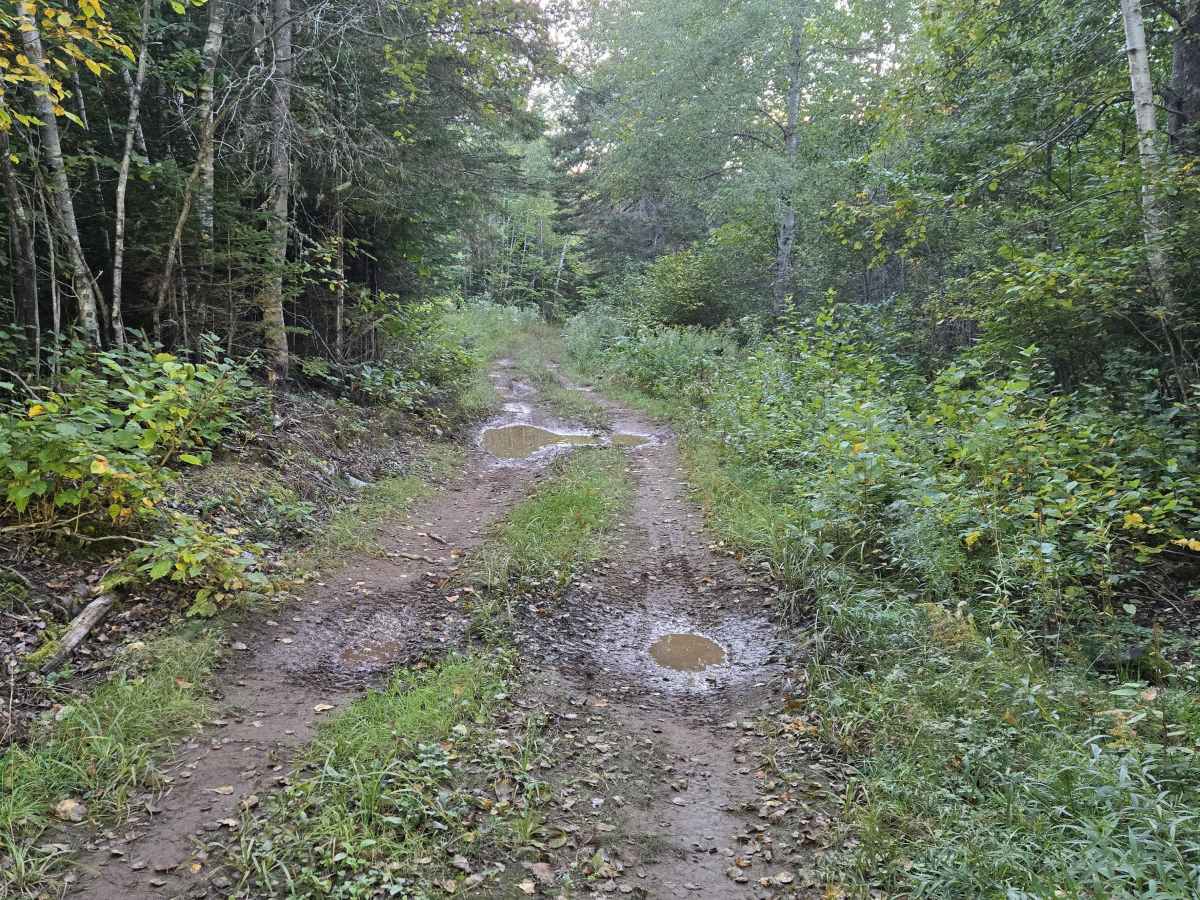 Flint Hill Road Hill Climb trail photo