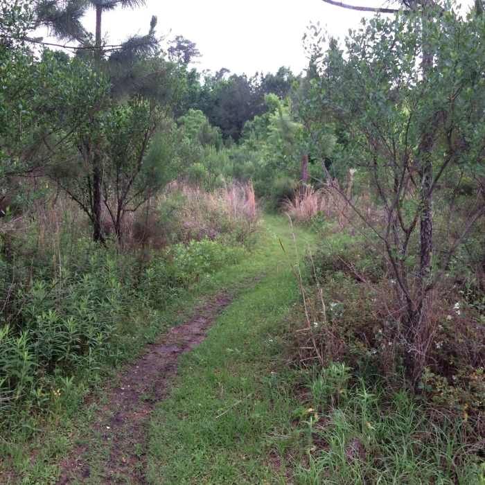 Near Bramble Ramble