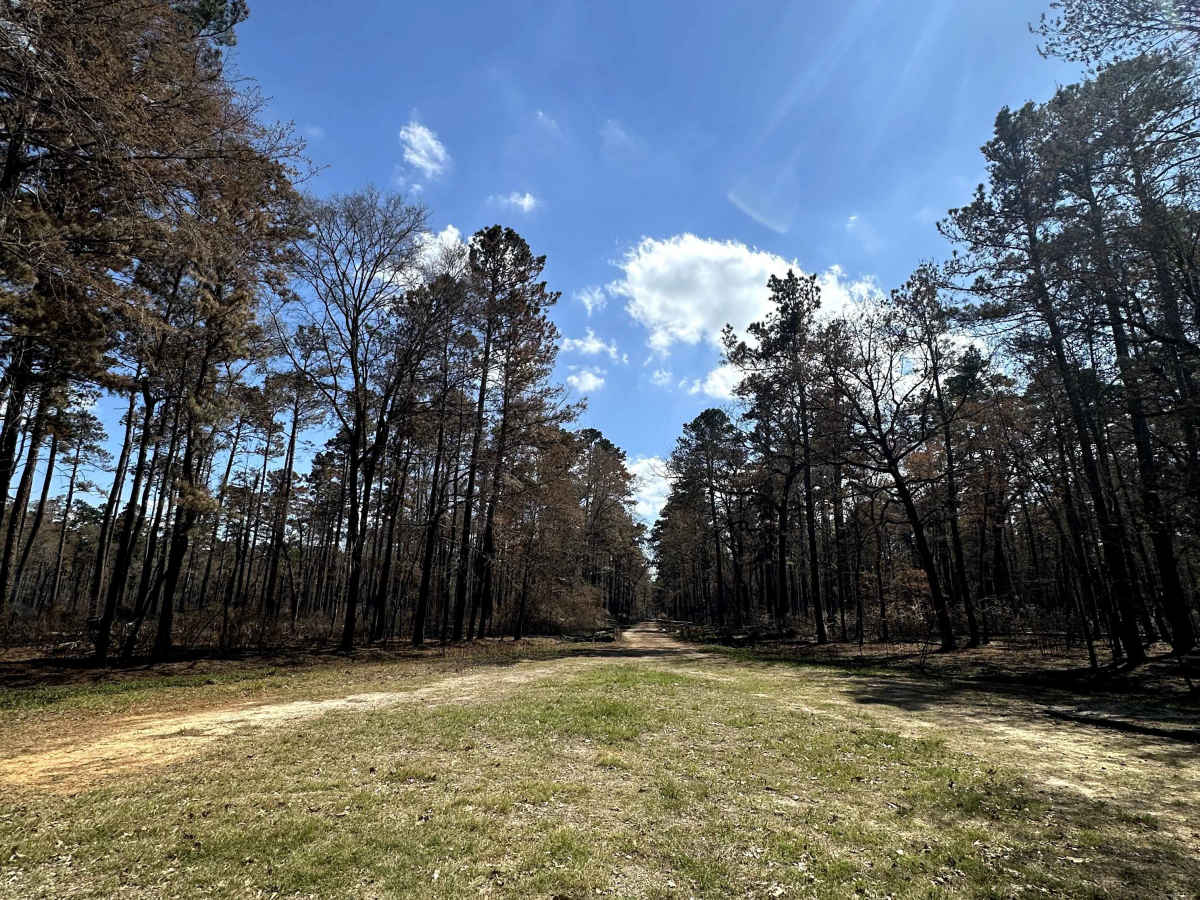 Knox - FS 516 trail photo