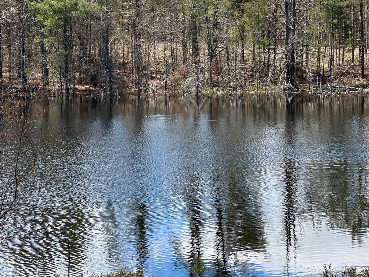 Gump Lake Trail photo 5