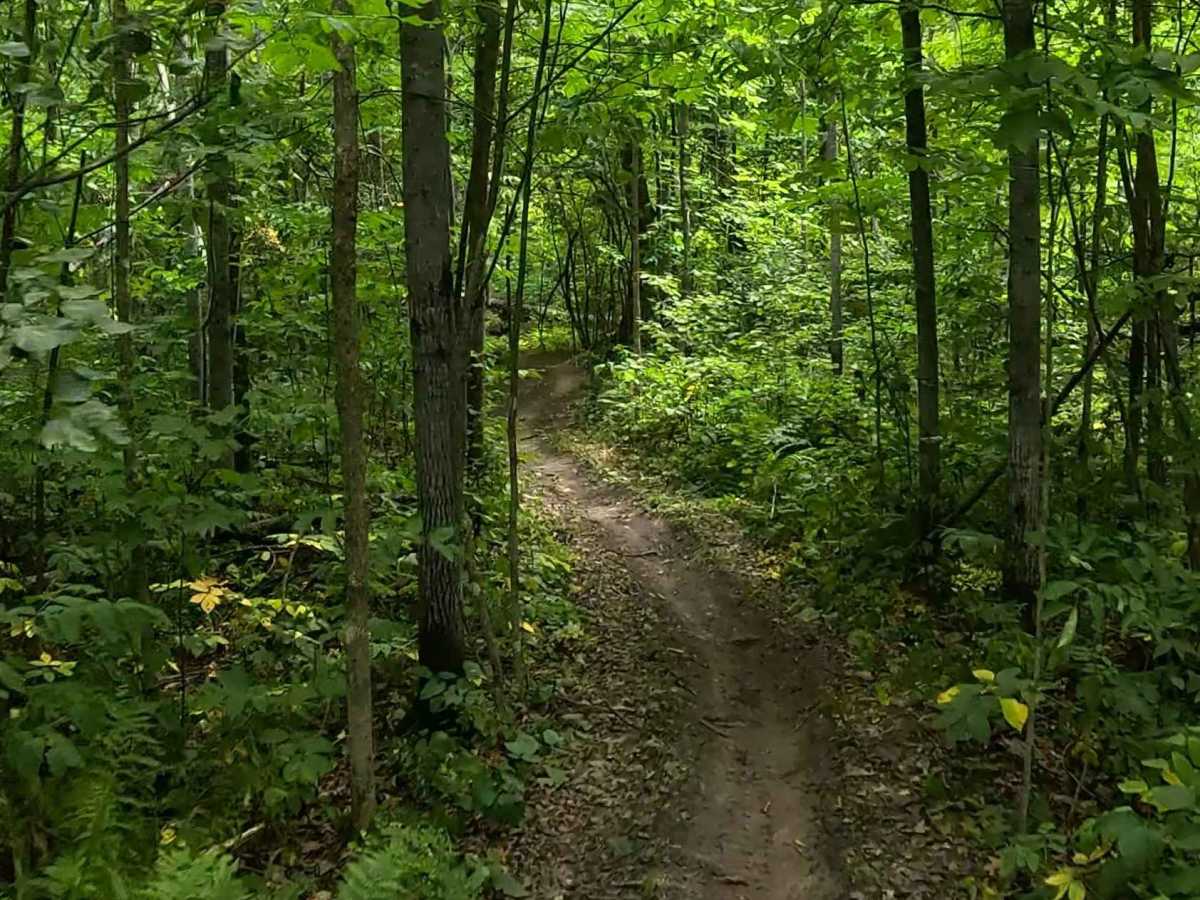 AlanDale Alps trail photo