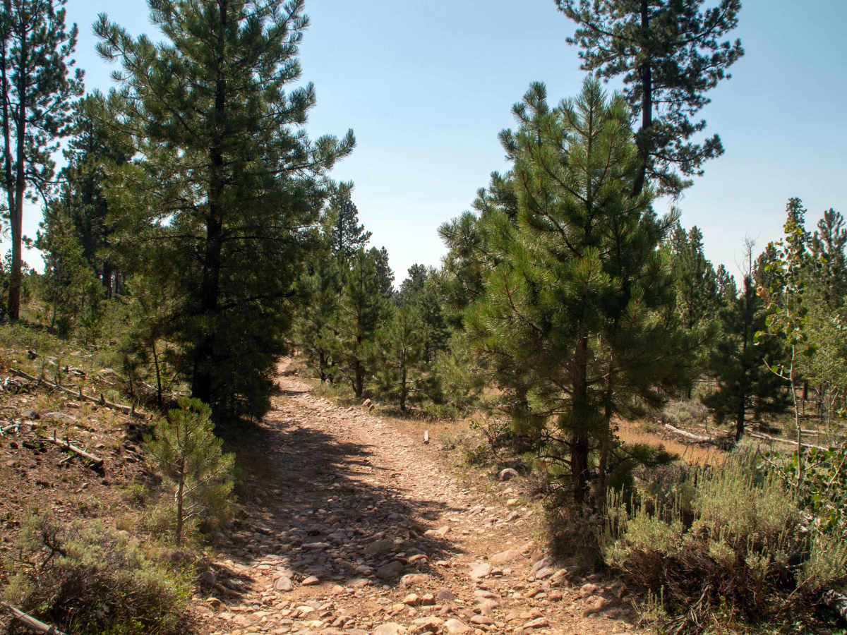 Crow Canyon - FS 10266 photo 5