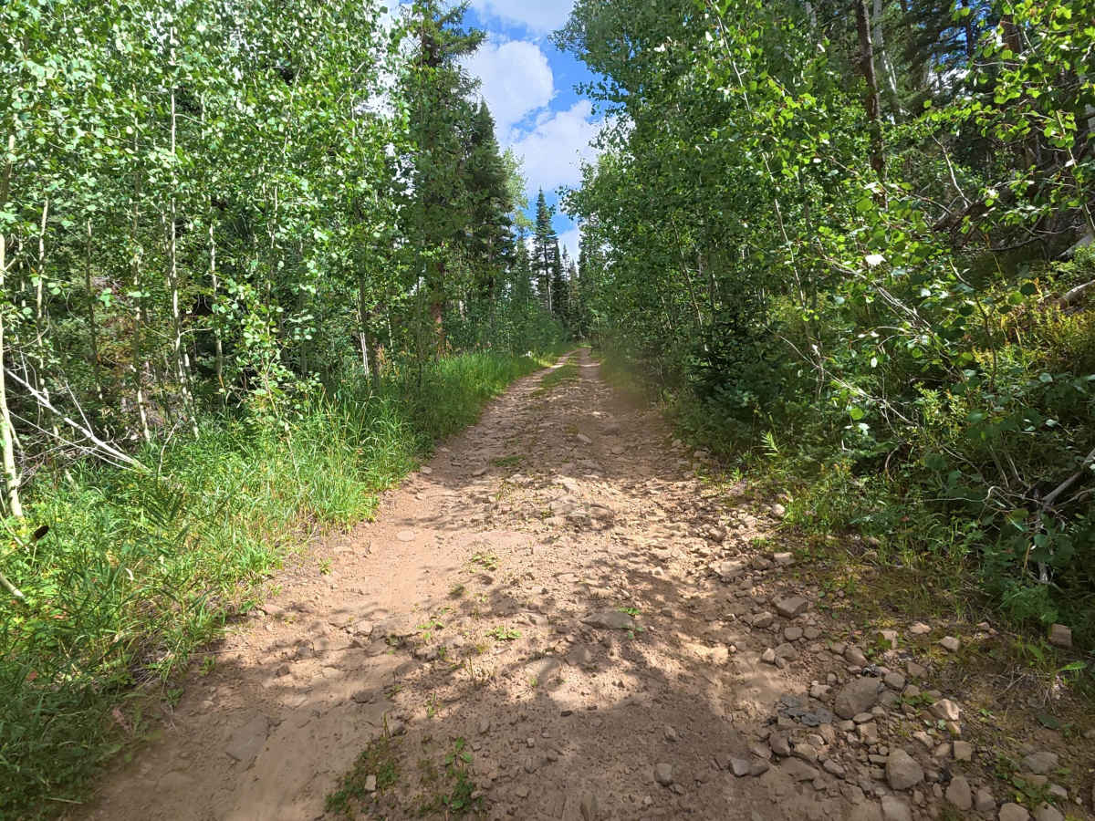 Bear Gulch Road - FS 210 photo 4