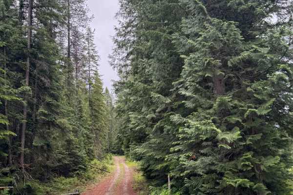 South Lakeview Mountain - FS 1355