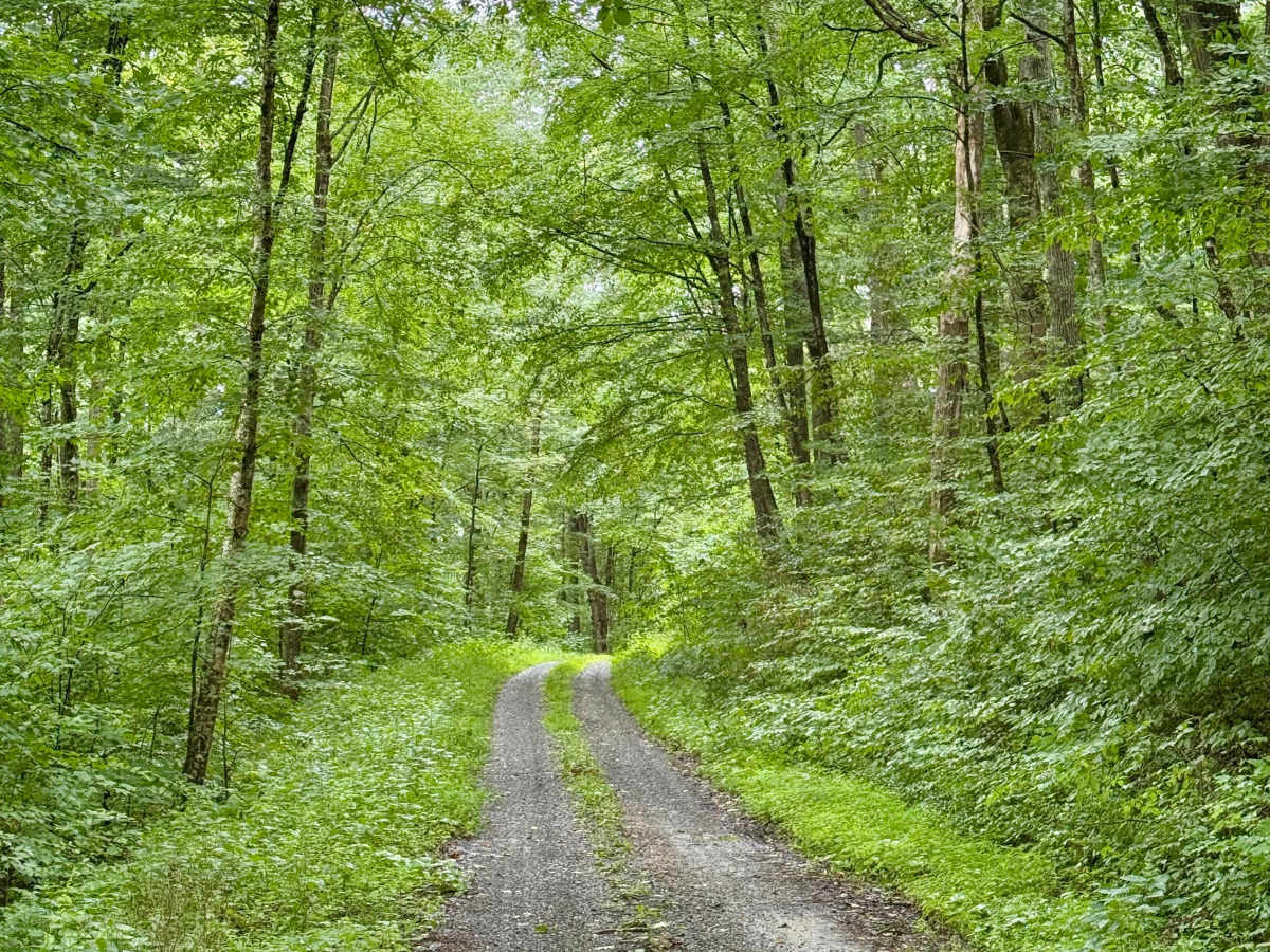 Laurel Run - FS 425 photo 3