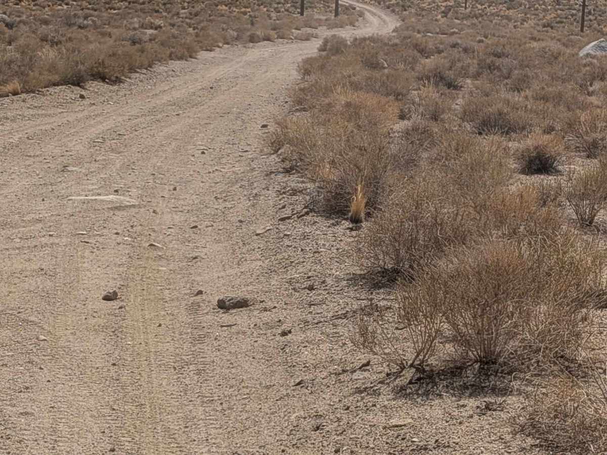 Tungsten Hills Cutoff photo 2