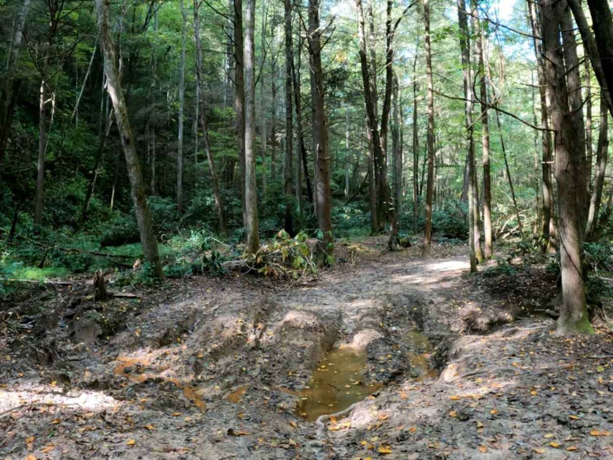 Cowen Creek photo 3