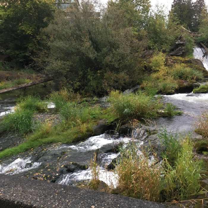 Near Tumwater Falls Loop