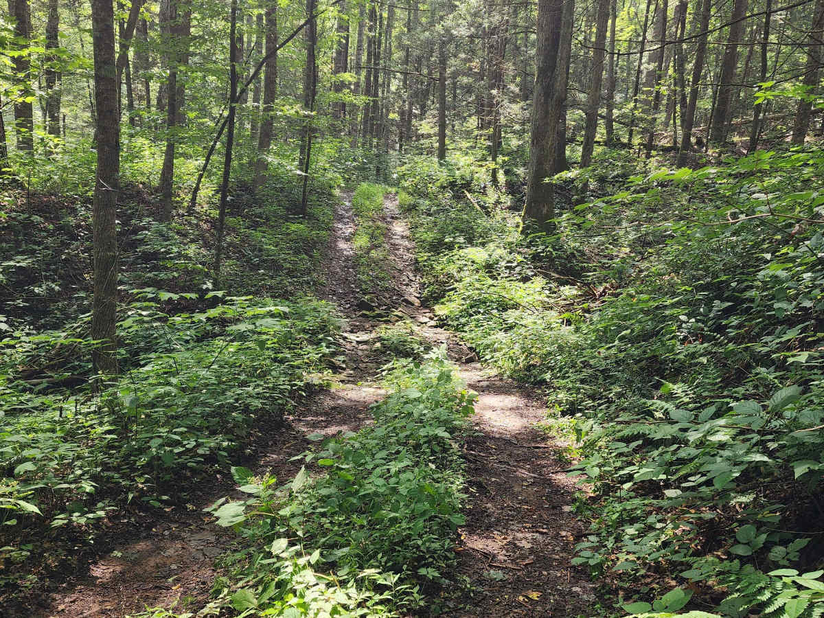 Feedstone Mountain trail photo