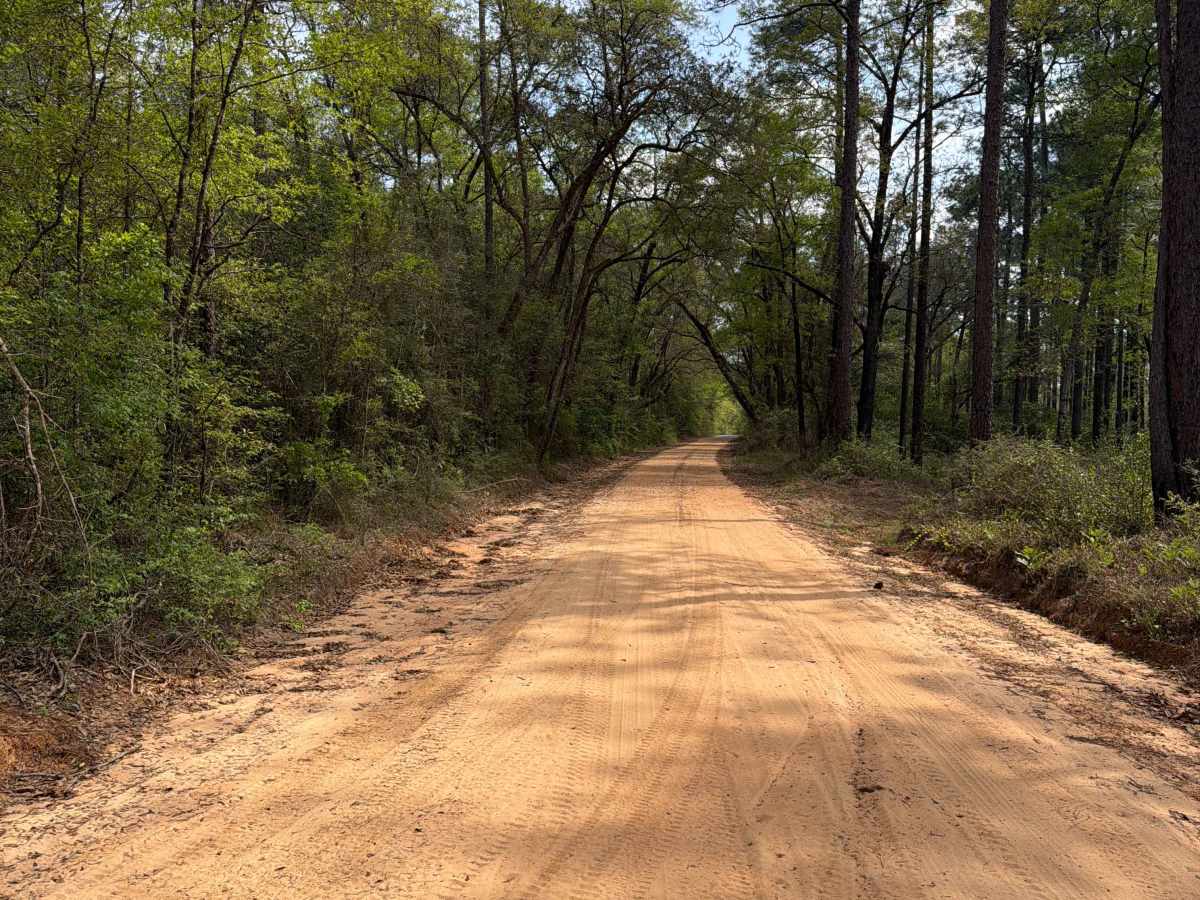 Eadie Cotton Road trail photo