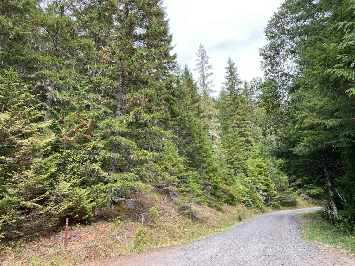 Olympic National Forest, Quilcene Range photo 4