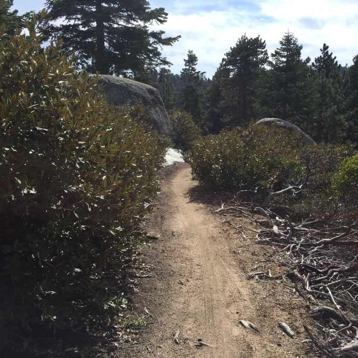 Near Pine Knot Trail 1E01