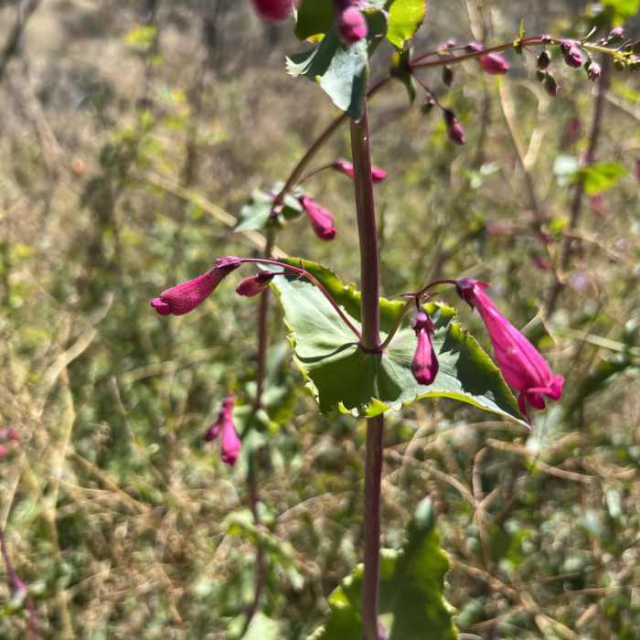 Near Ram Valley / Boulder Creek Loop