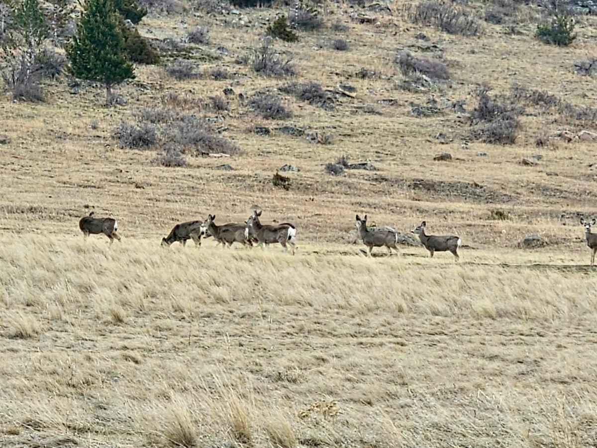 Livingston Peak Road photo 3