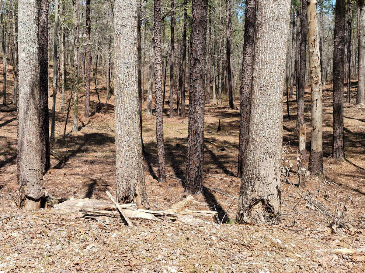 USFSR #616 Rocky Mount photo 5