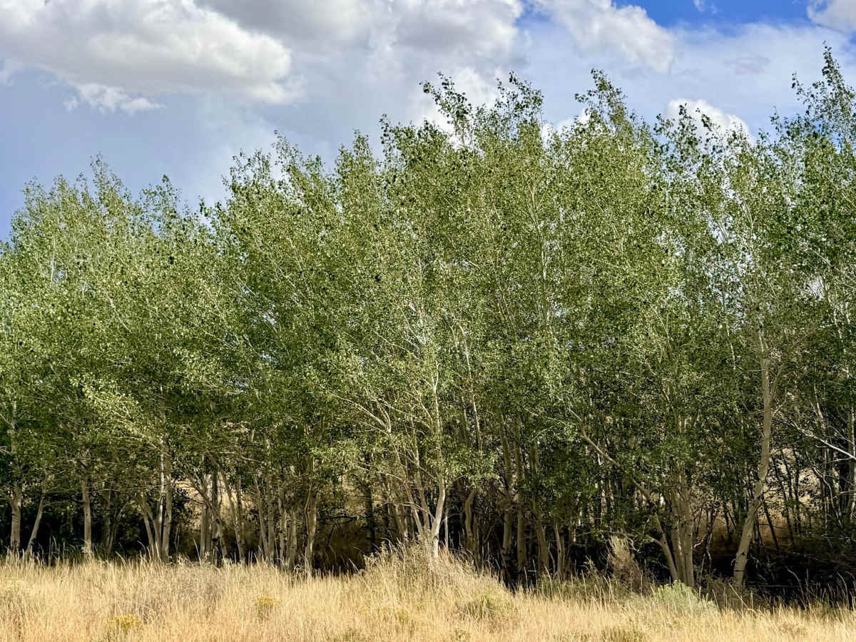Chokecherry Spring - FS 57826 photo 2