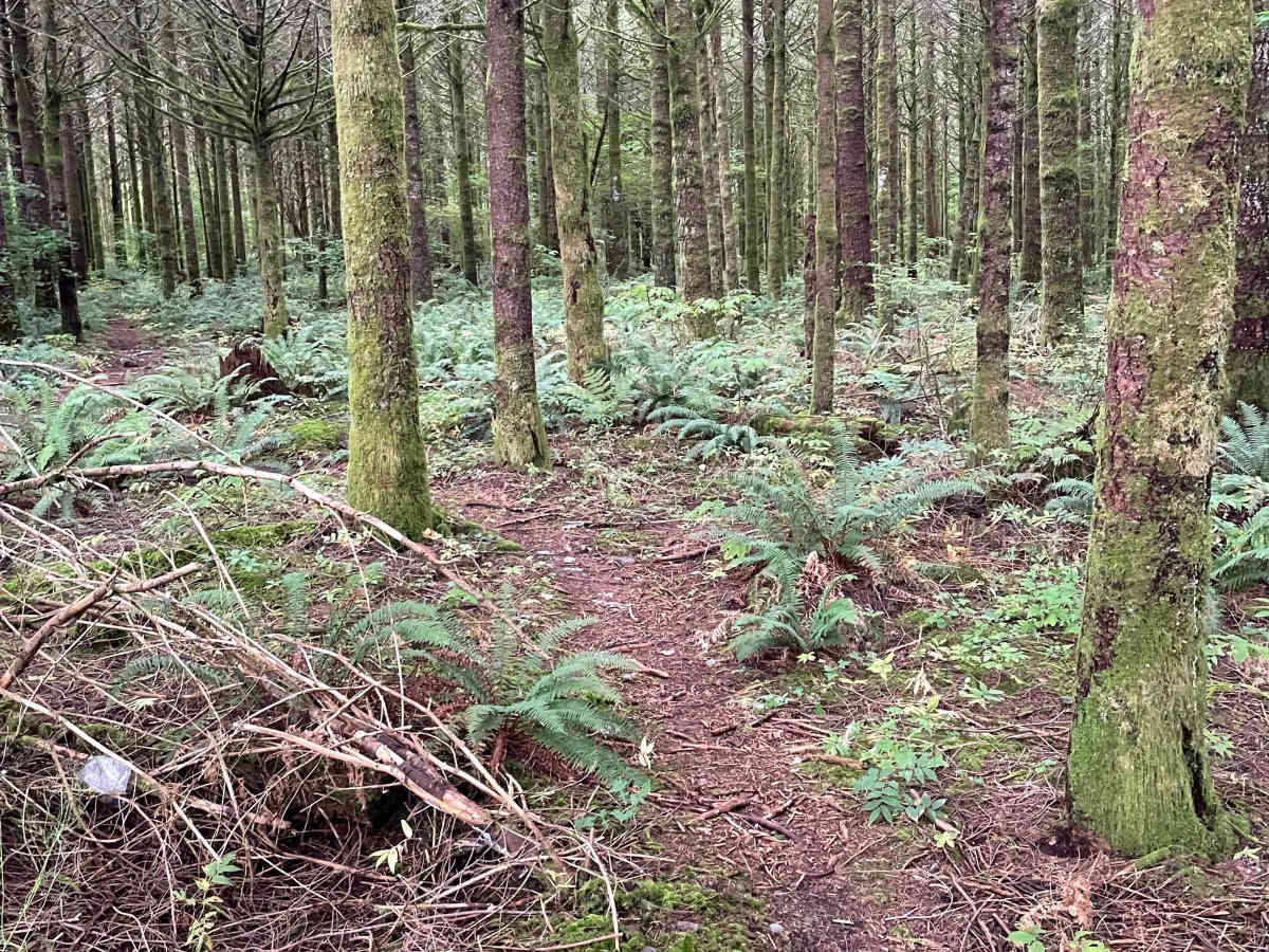 Follow Your Nose trail photo