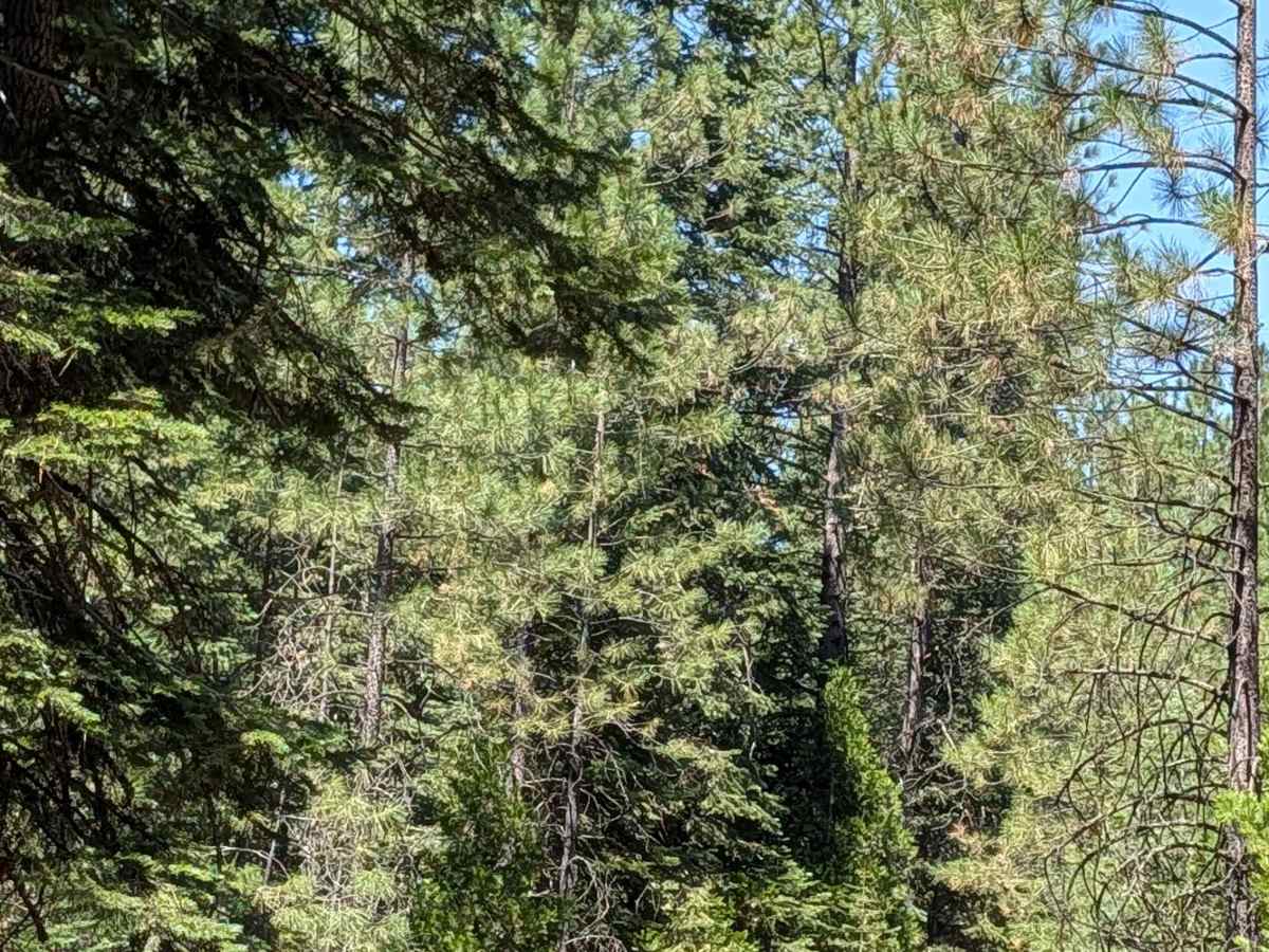 Porcupine Lake - FS 41N01 photo 6