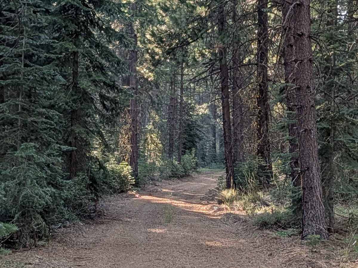 Antelope - FS 42N58 photo 6