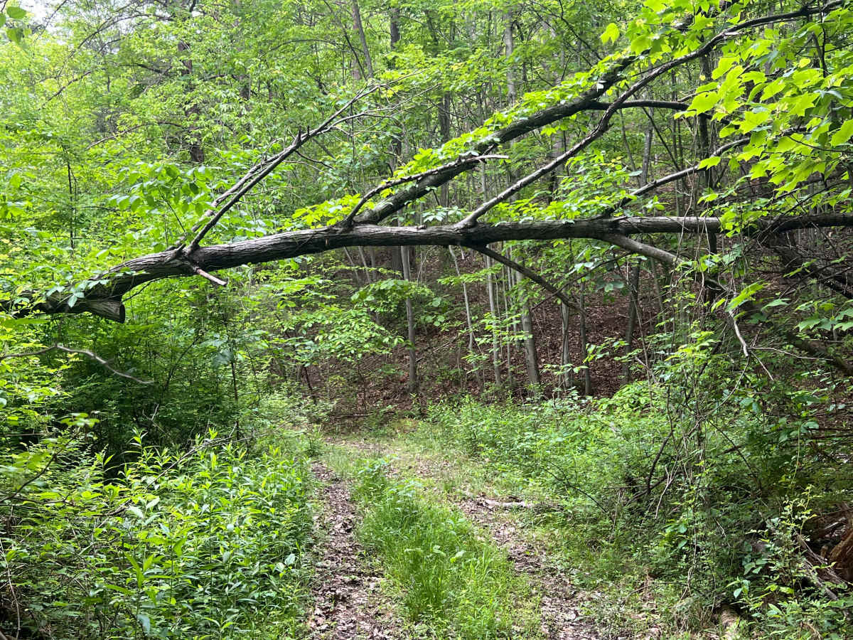 Q58 - Wildcat Hole photo 6