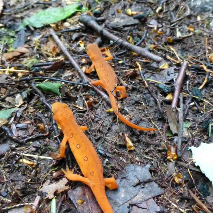 Near Sand Spring Loop