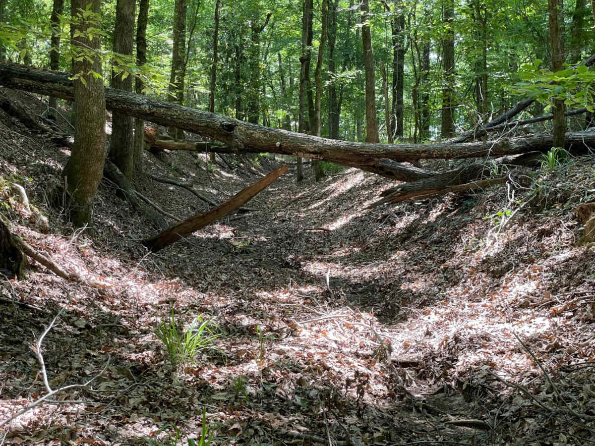 Tunica Hills WMA Trail 1 photo 4