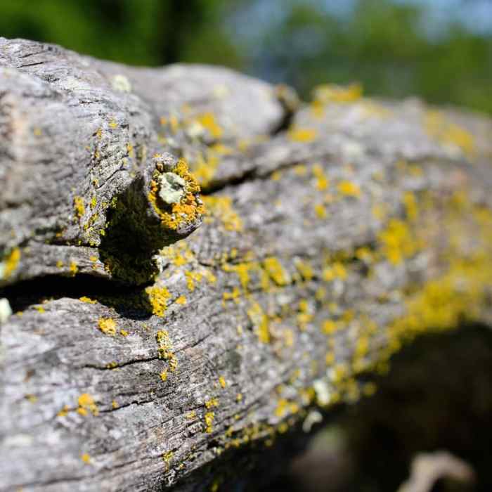 Near Olompali State Historic Park