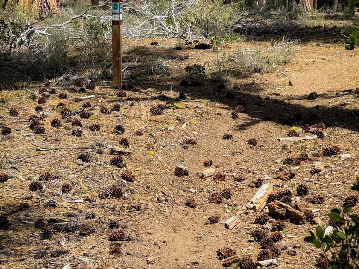 Trail 19   photo 5