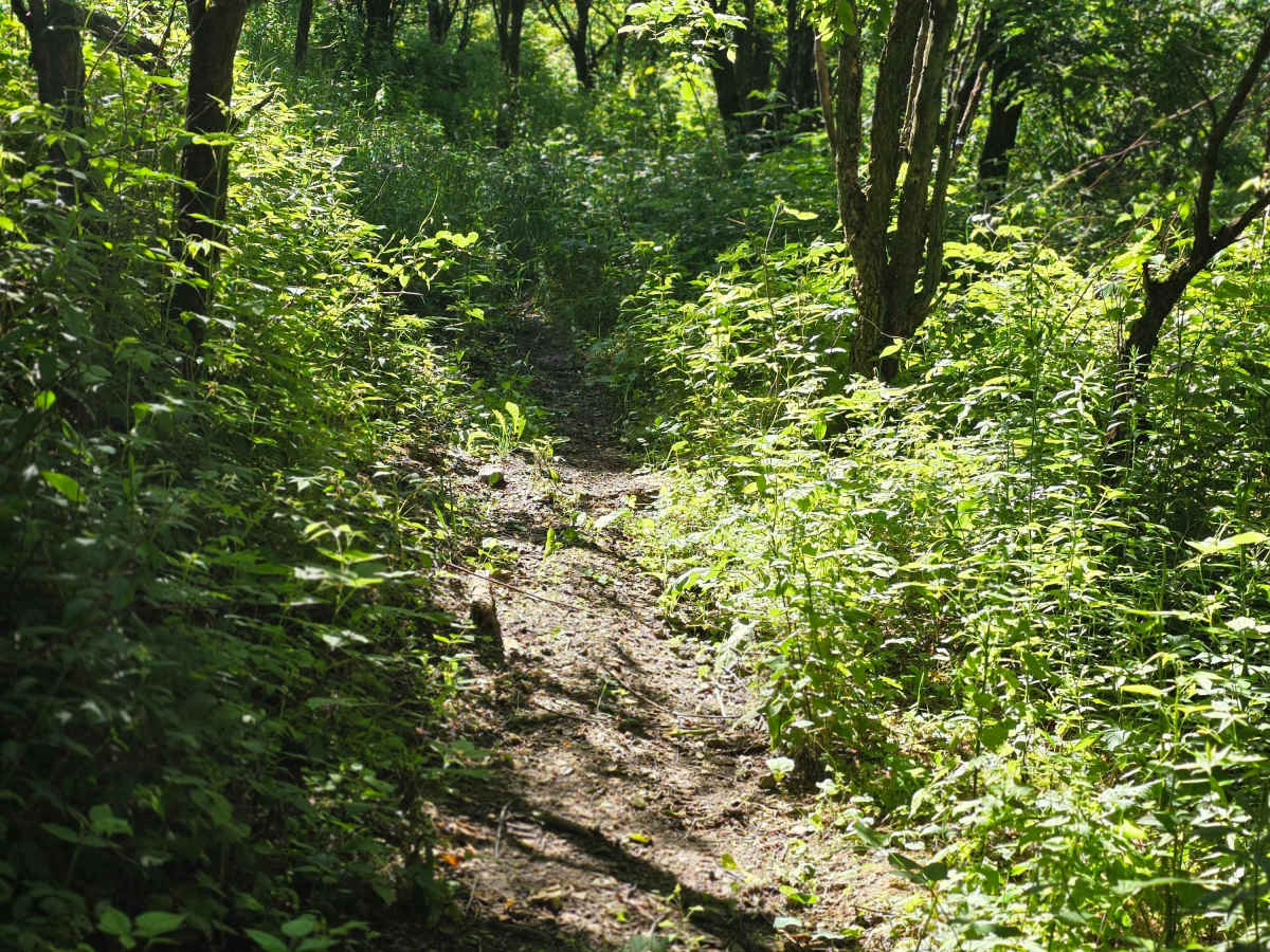 Single Track S1 photo 3