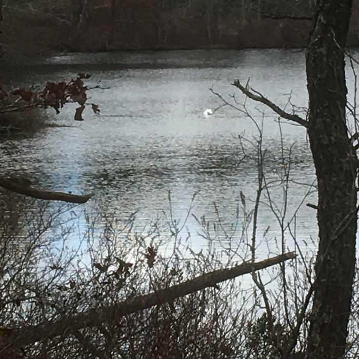 Near Pine Tree Trail