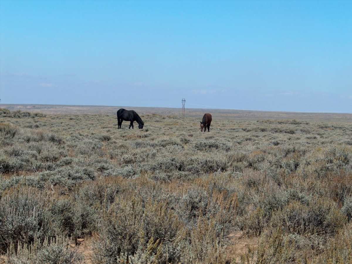 Pilot Butte Wild Horse Scenic Tour photo 4