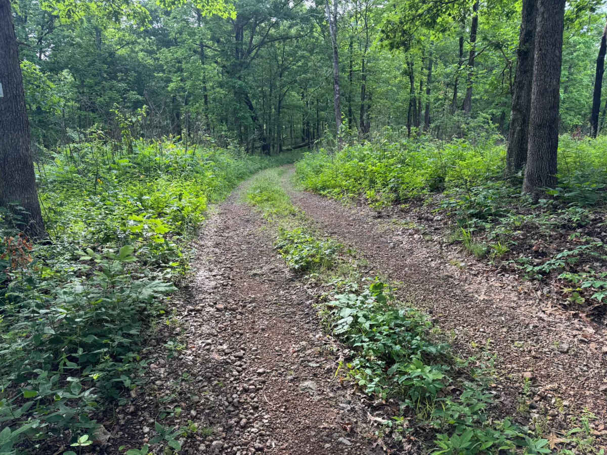 FSR 91033C trail photo