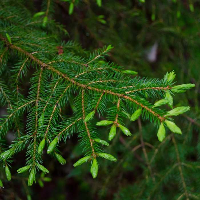 Near Connery Pond Near Connery Pond