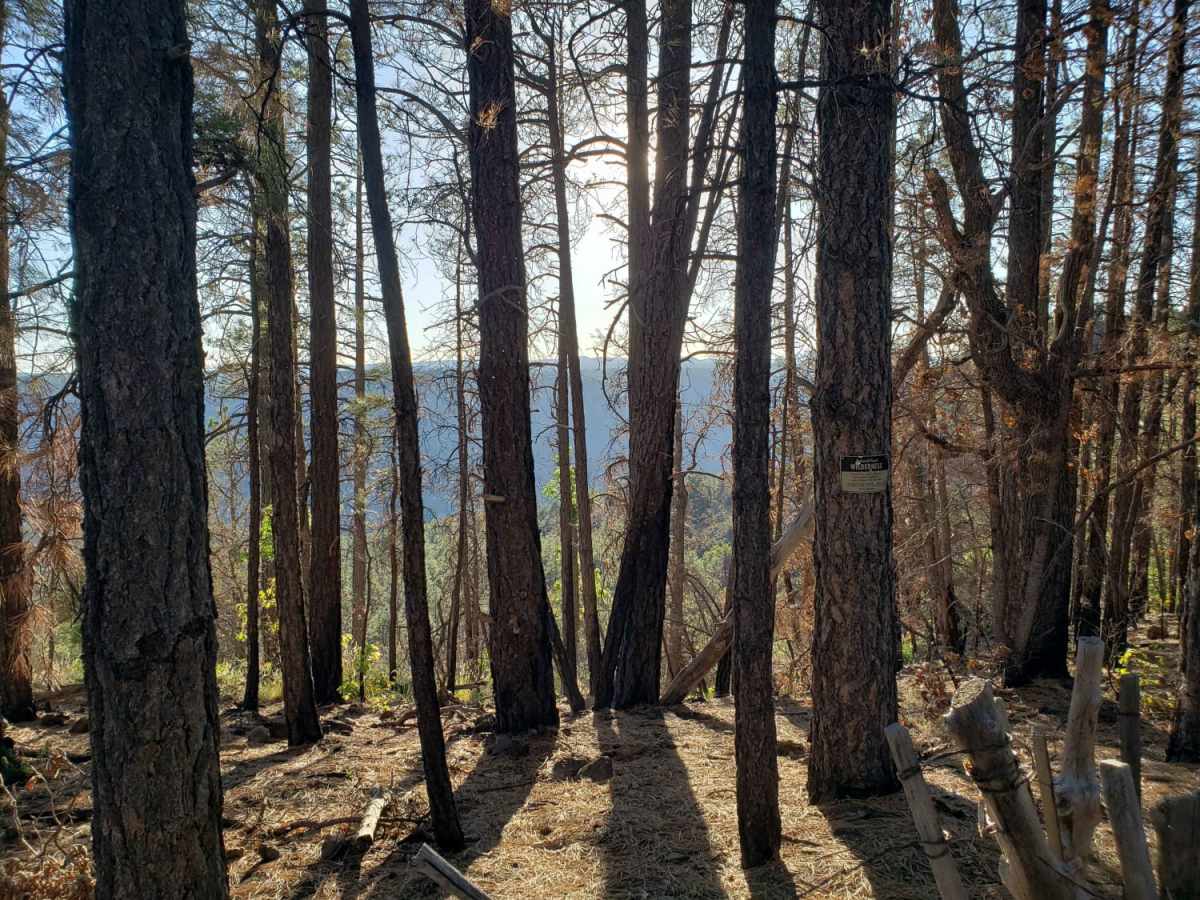 Kelsey Spring Trailhead trail photo