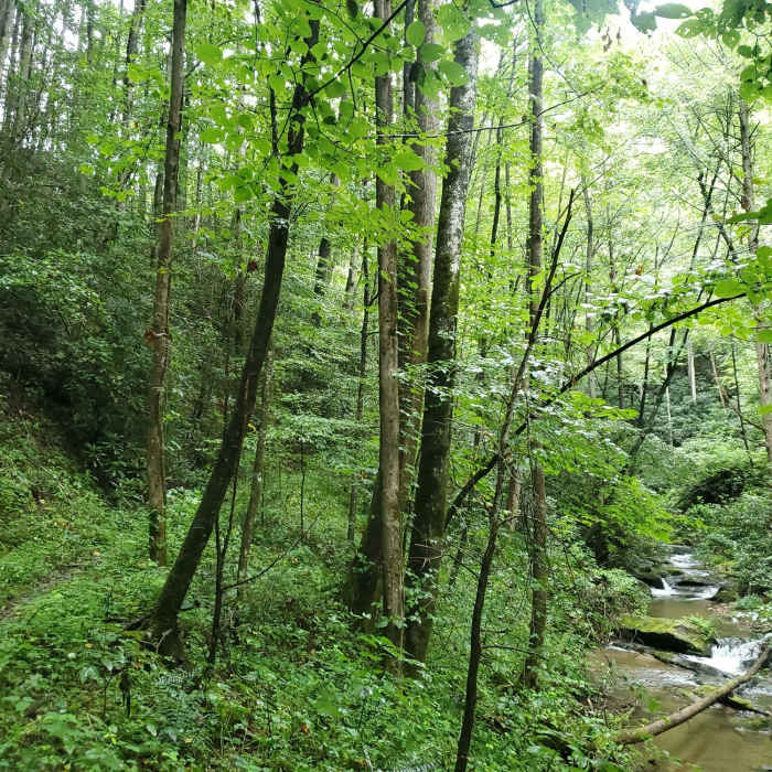 Mountaintown Creek and Trail. Near Mountaintown Creek Trail