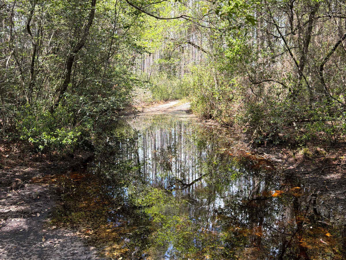 Firewood Loop - Apalachicola 364 C photo 3