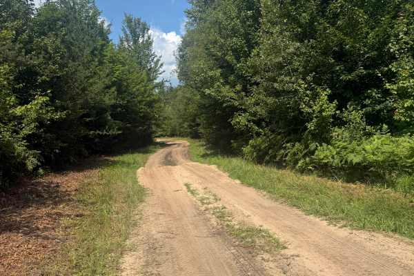 Old Forest Trail