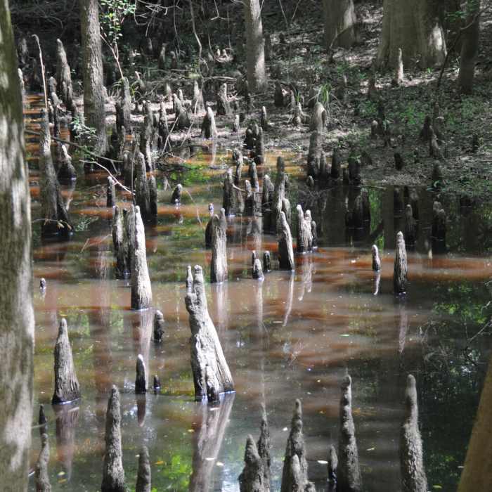 There are lots of opportunities to see these bayou root things in Big Thicket. Near Kirby and Sandhill Loop