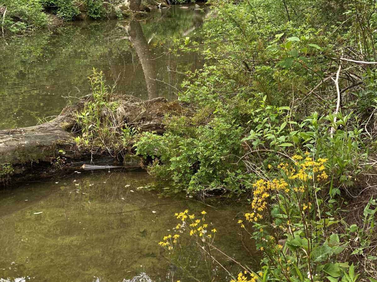 Nile Road to Gauley River photo 4