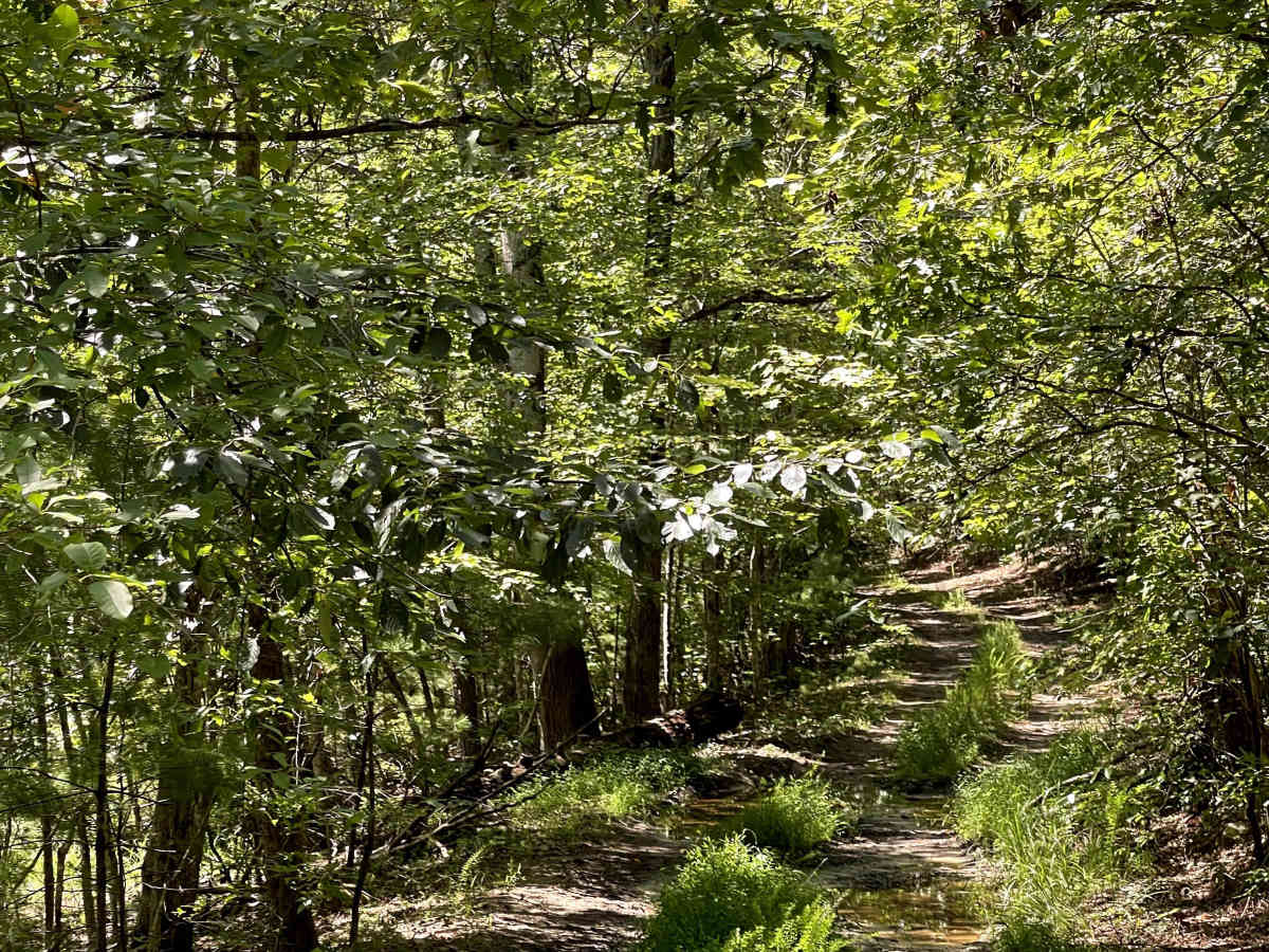 FS 354A trail photo