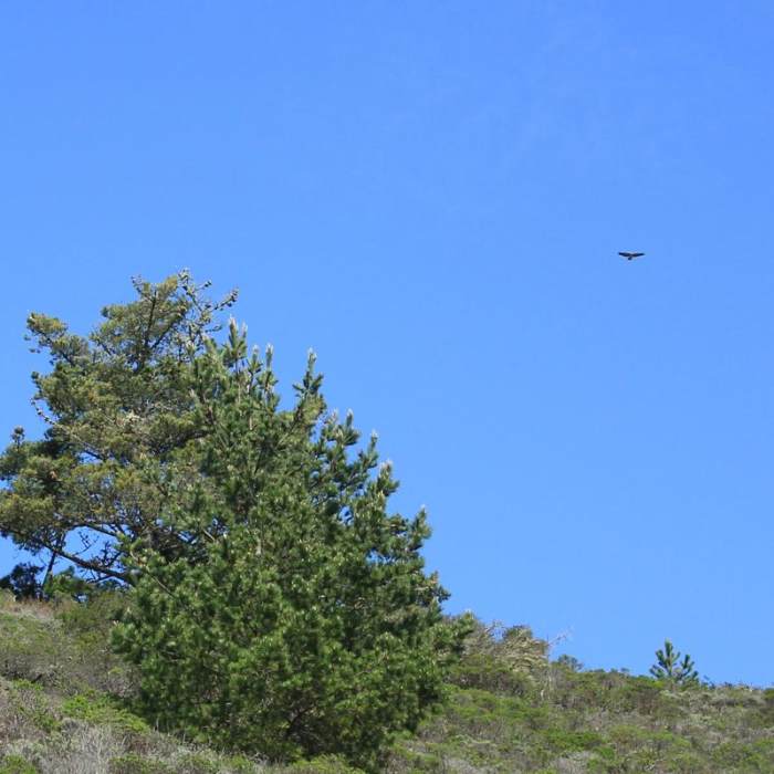 Near Devil's Slide Trail