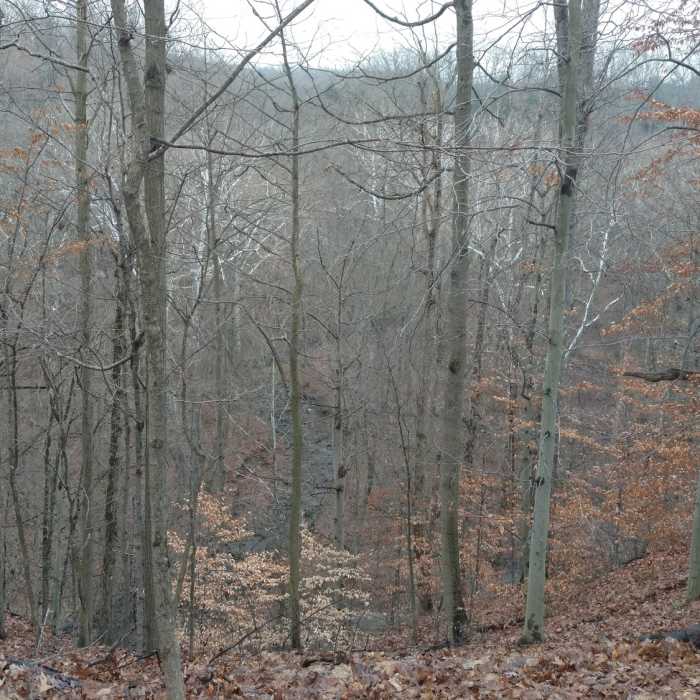 Near Old Carriage Trail