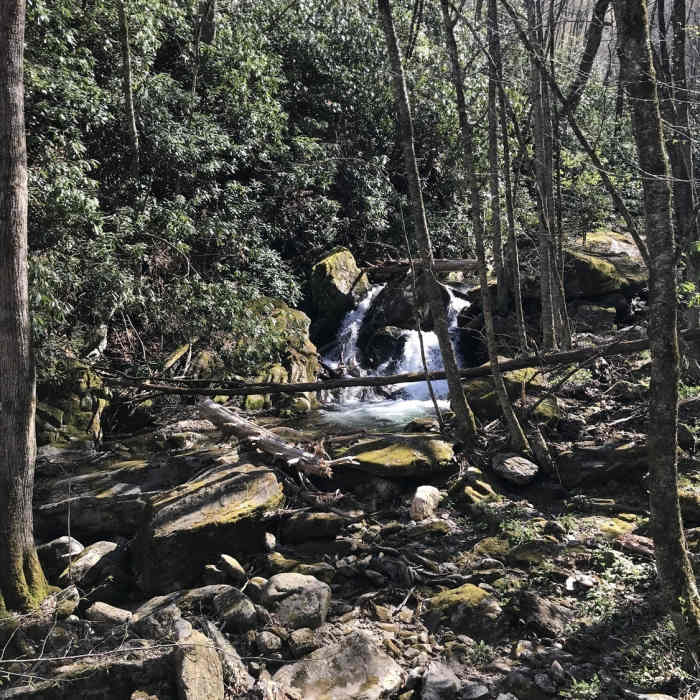 Near Shining Creek Path