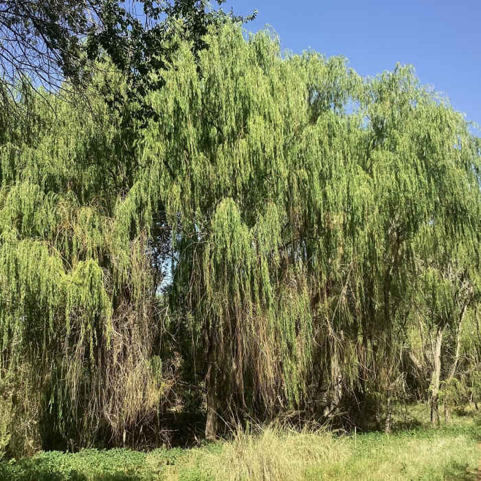 Near San Vicente Creek Loop from Fairway