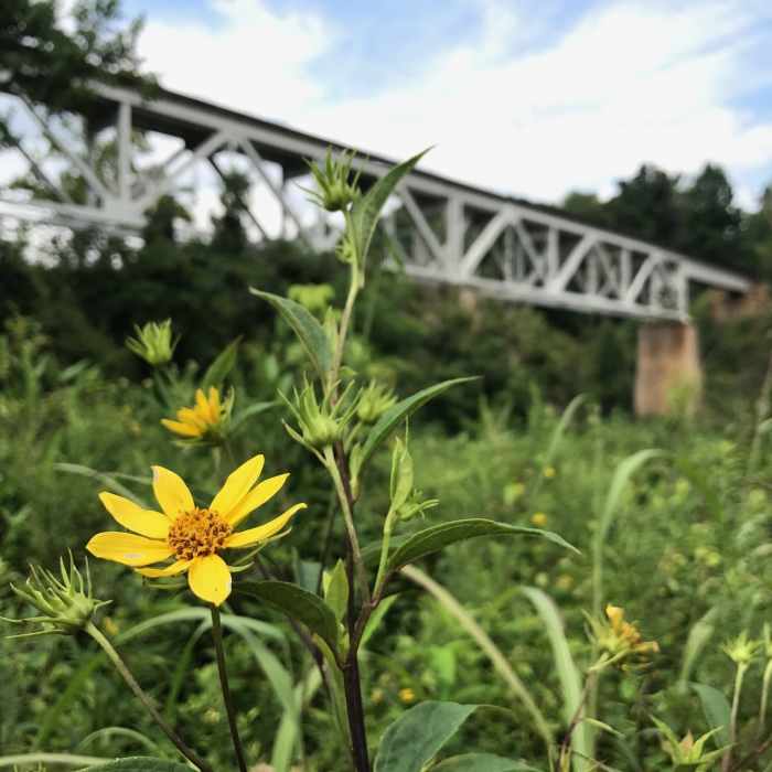 South Fork Trail Near South Fork Trail