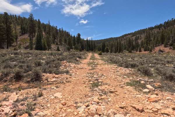 Long Hollow South - FS 31131
