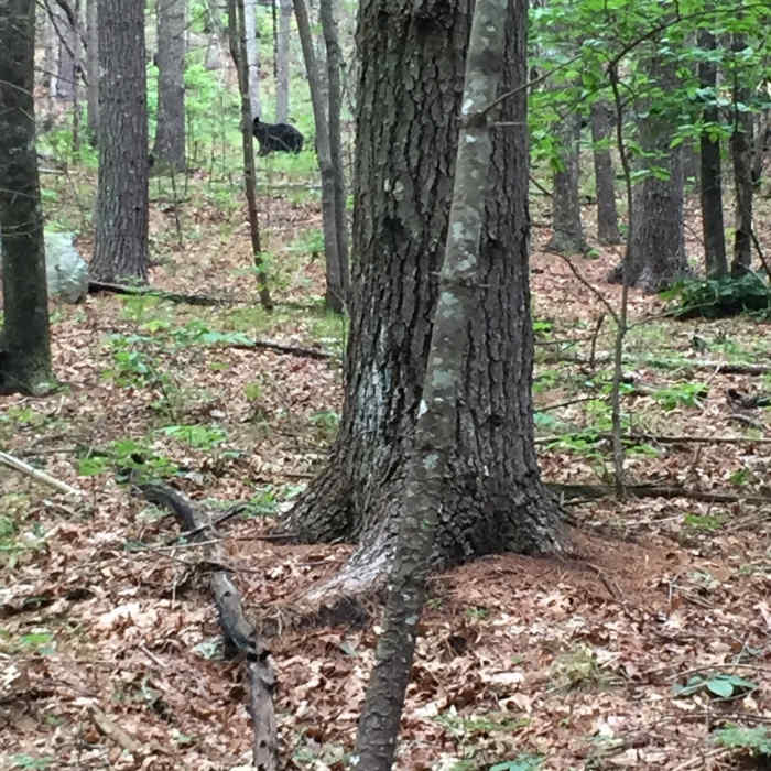 Near Wintergreen Falls